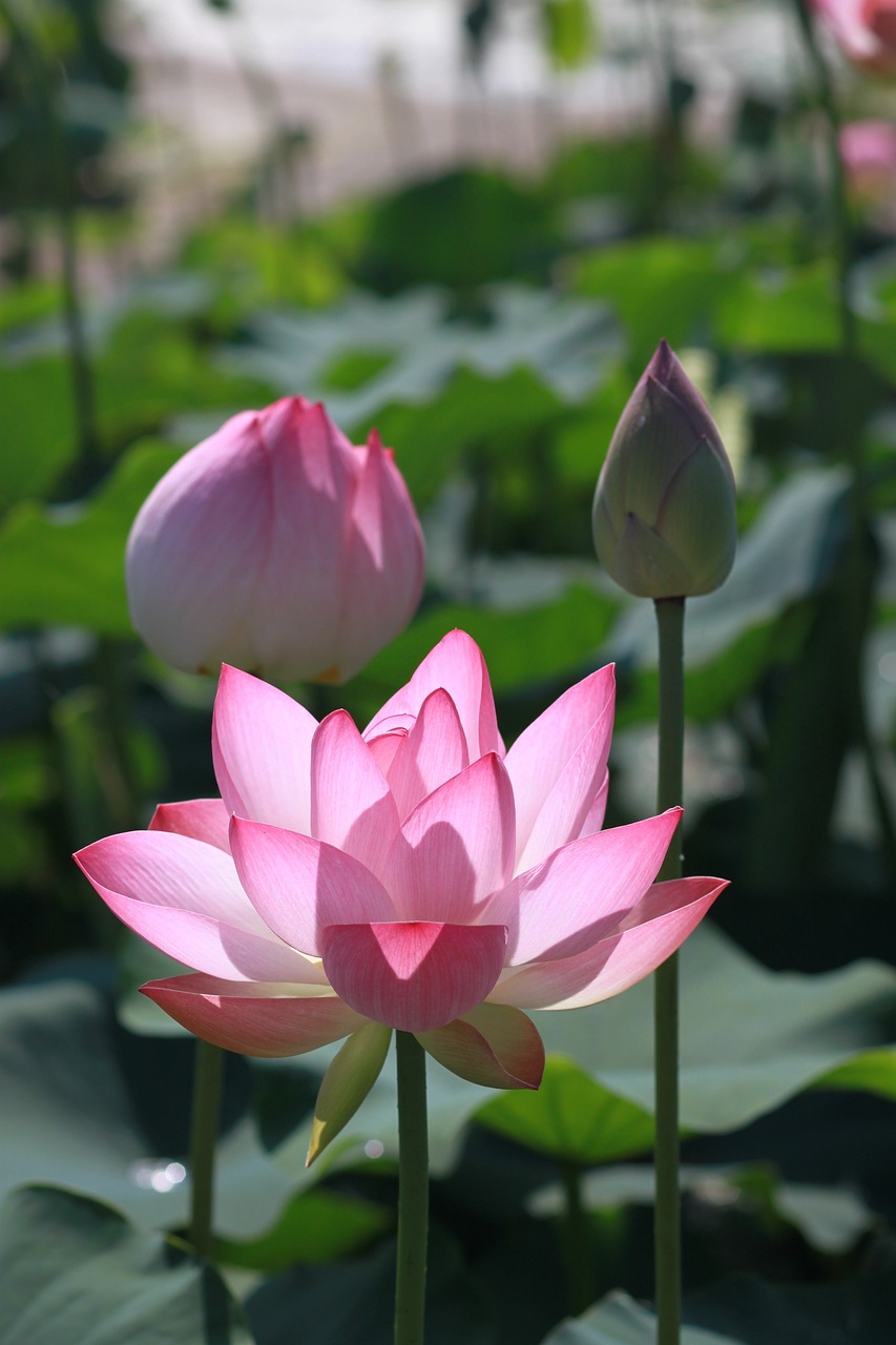 元宵节的温馨与浪漫，从传统到现代