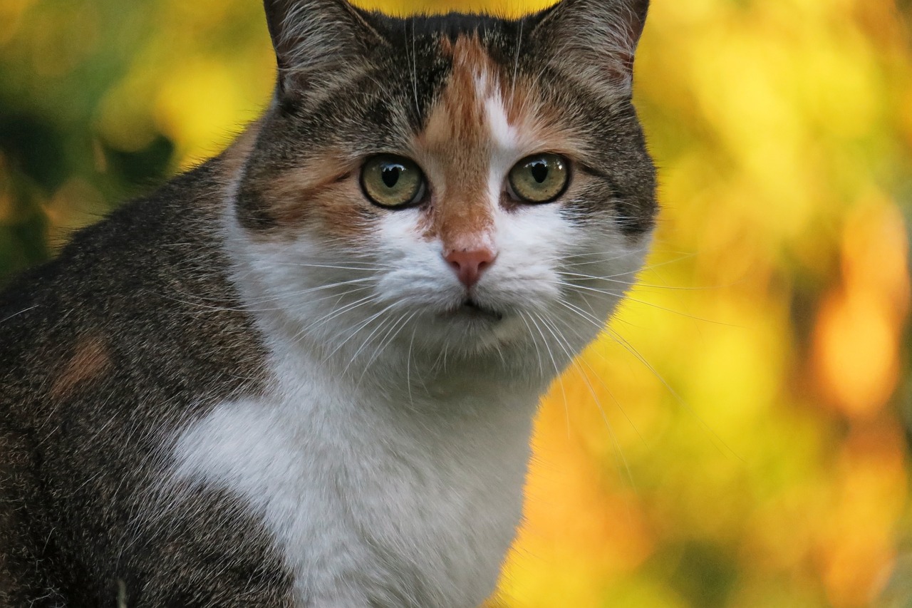 梦见猫，解读那些温柔又神秘的夜晚访客