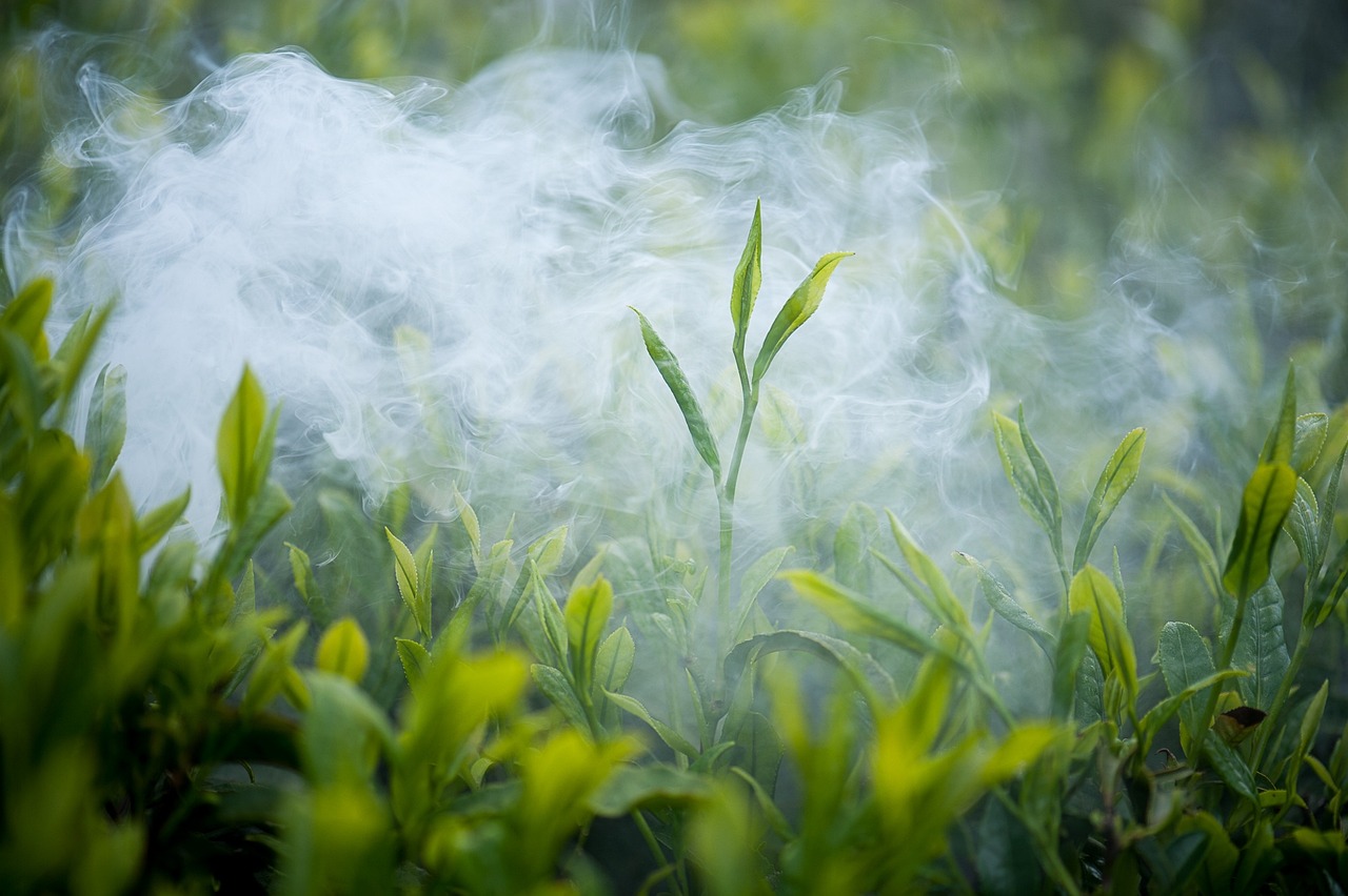 红茶与绿茶的对决，揭开两种茶叶的秘密