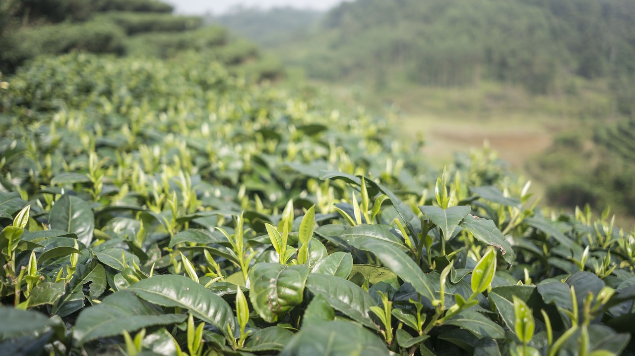 信阳毛尖批发，探寻优质茶叶的源头