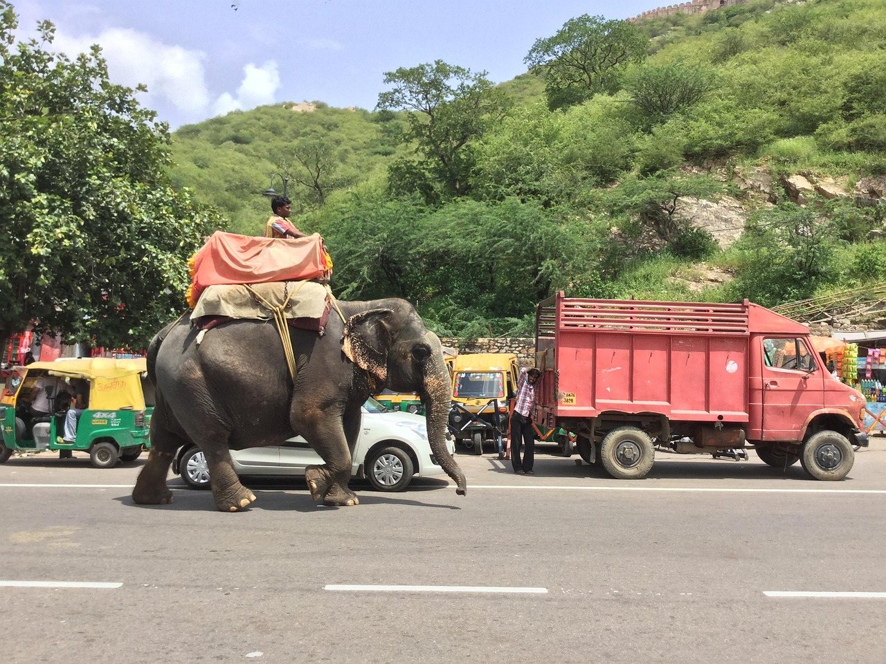 狗子的追车之旅，一段充满危险与友情的旅程