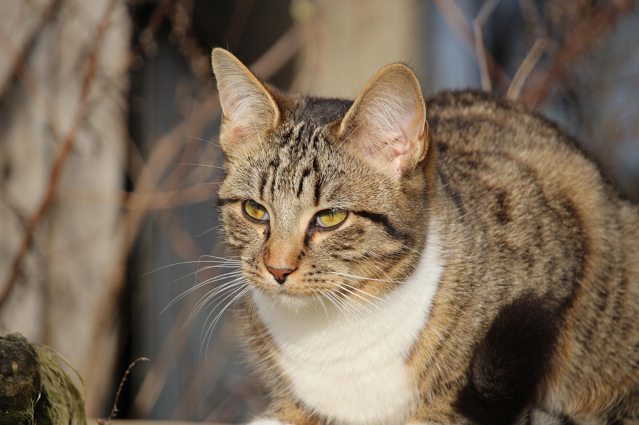 5岁男童得知小猫曾流浪捡垃圾痛哭