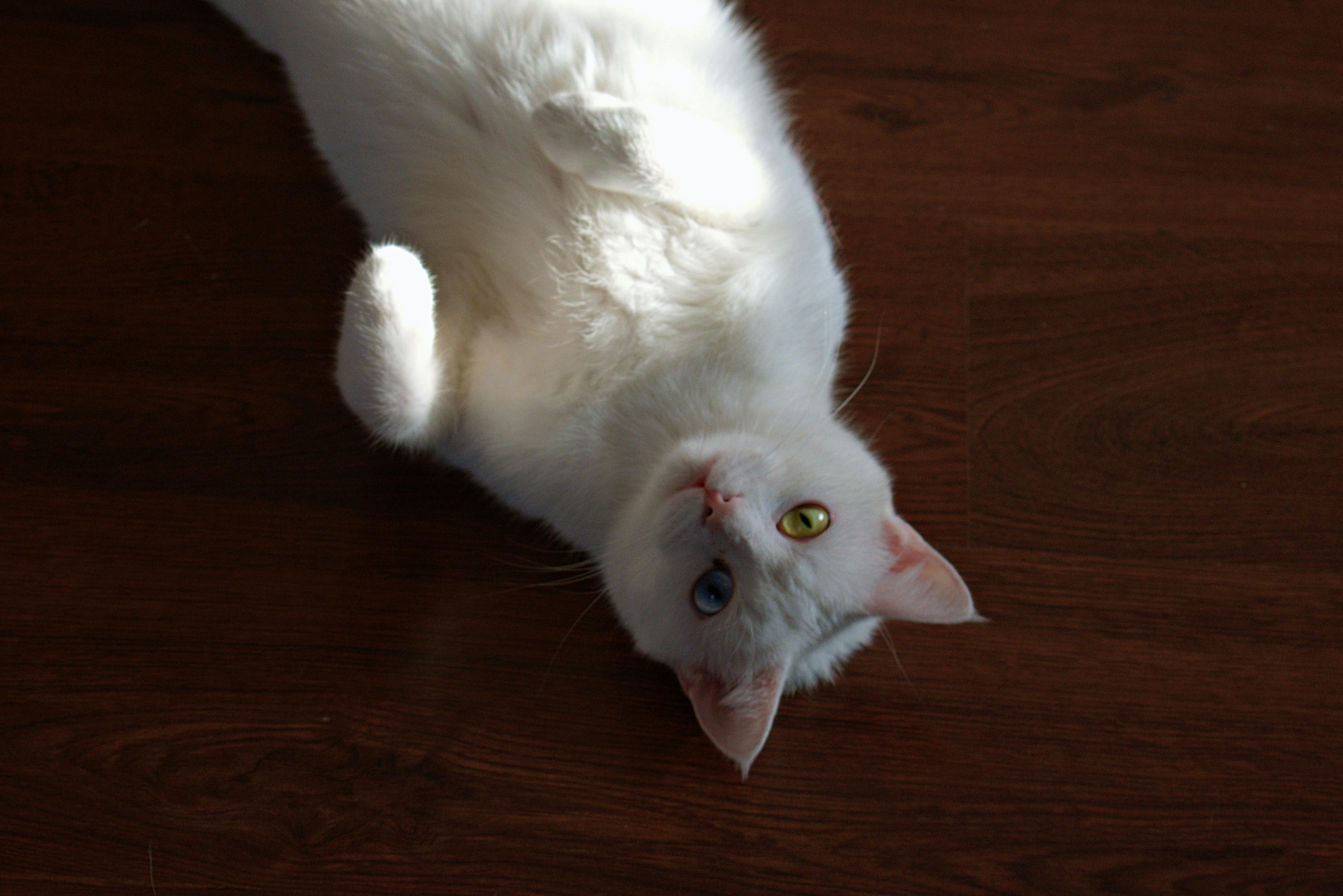 猫咪晚上不睡，在主人床上站军姿