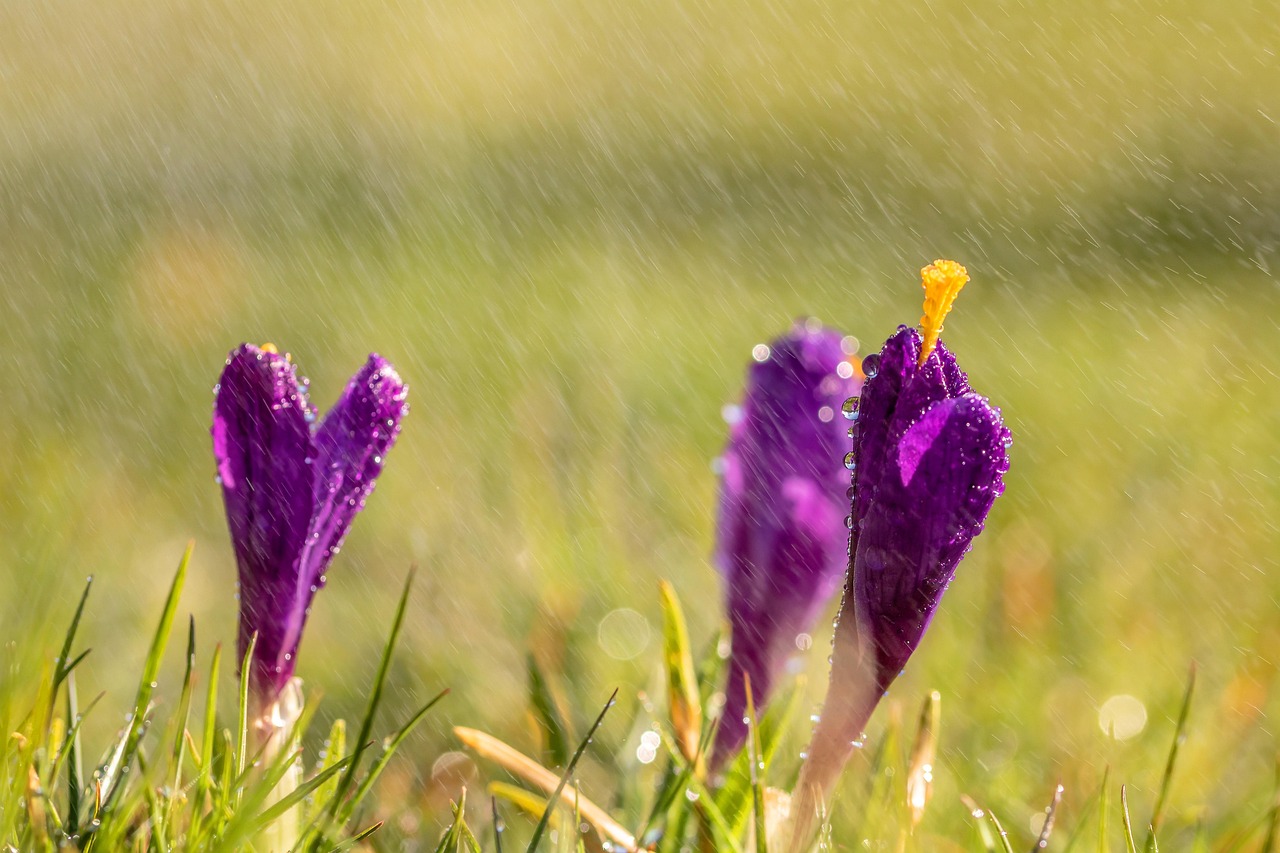 谷雨时节，春末夏初的自然序曲